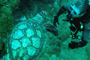 Random diving photo!